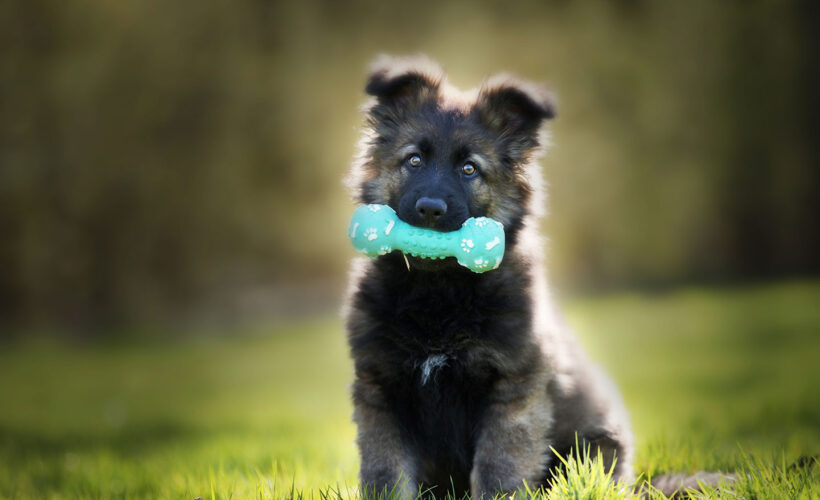 Quali prodotti usare per un cucciolo in accrescimento